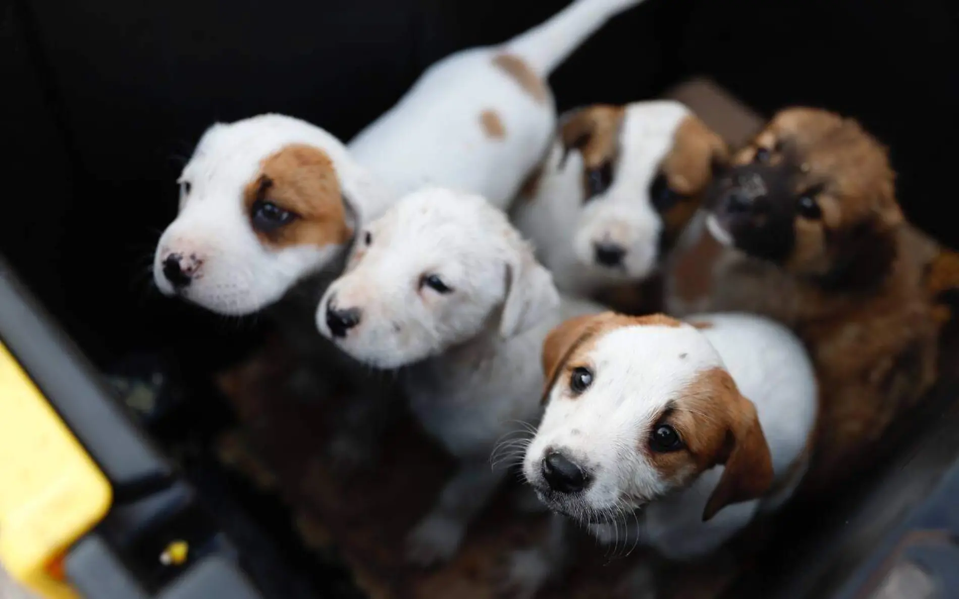 Campaña de esterilización para perros y gatos en Nuevo Laredo anuncian sede y fechas Gobierno Municipal de NLD (1)